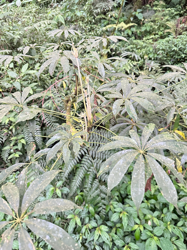 Heptapleurum taiwanianum, photograph 1