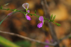 Galactia
