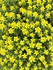 Helioscopia