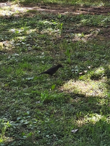 Eurasian Blackbird
