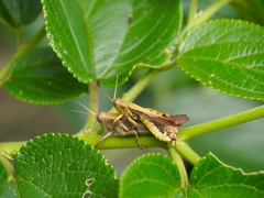 Xenocatantops brachycerus