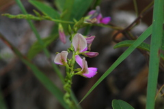 Galactia