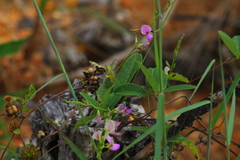 Galactia