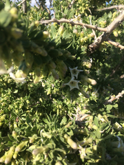Lycium cooperi