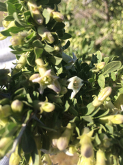 Lycium cooperi