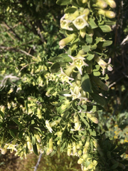 Lycium cooperi