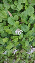 Plectranthus ciliatus