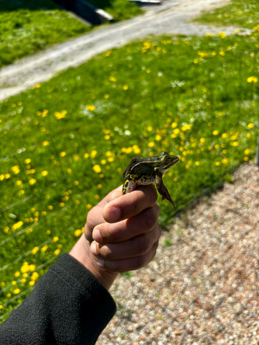 Wasserfrösche