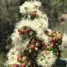 Corymbia peltata - Photo (c) Dean Nicolle, some rights reserved (CC BY-NC), uploaded by Dean Nicolle