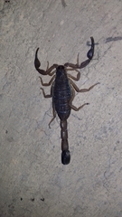 Centruroides gracilis