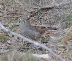 Drymodes brunneopygia