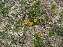 Sida rhombifolia insularis