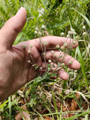 Potentilla discolor, 2026-06-04