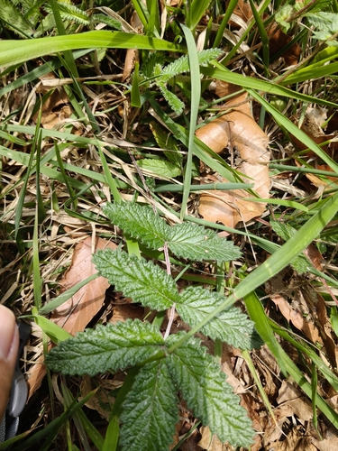 Potentilla discolor, 2026-06-04