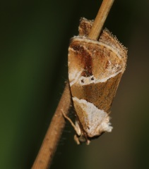 Maliattha separata