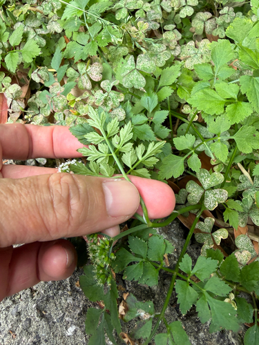 Oenanthe javanica, photograph 6