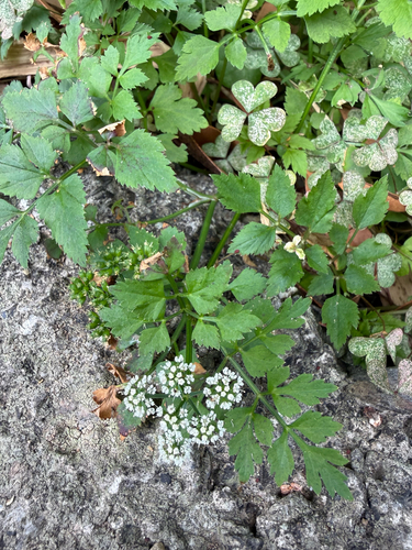 Oenanthe javanica, photograph 5