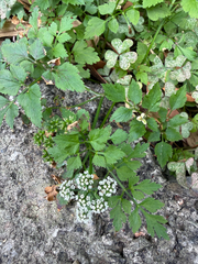 Oenanthe javanica, photograph (c) 呂一起(Lyu yi-chi), some rights reserved (CC BY)