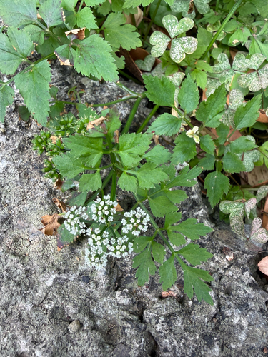 Oenanthe javanica, photograph 4