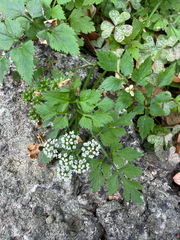 Oenanthe javanica, photograph (c) 呂一起(Lyu yi-chi), some rights reserved (CC BY)