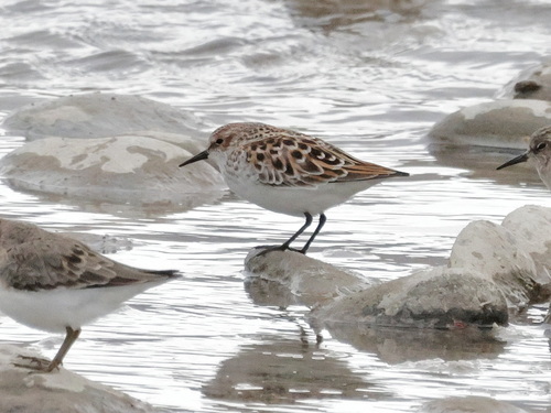iNaturalist image