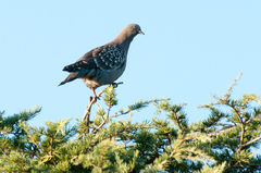 Patagioenas maculosa