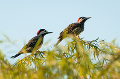 Colaptes melanochloros