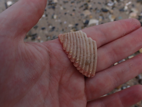 Vepricardium multispinosum observed 2026-05-05