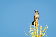 Chlorostilbon lucidus