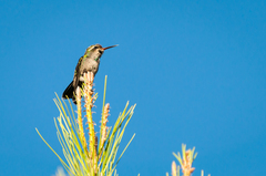 Chlorostilbon lucidus