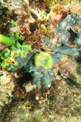 Dictyosphaeria sericea