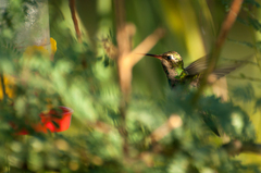 Chlorostilbon lucidus