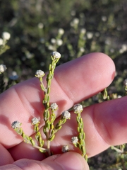 Phylica cephalantha, photograph (c) Brian du Preez, some rights reserved (CC BY-SA)