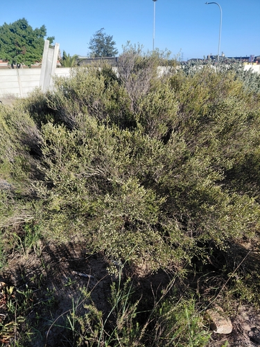 Phylica cephalantha, photograph 5