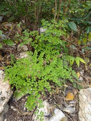 Adiantum tricholepis