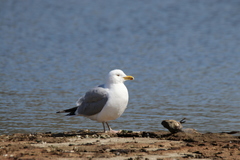 Larus argentatus