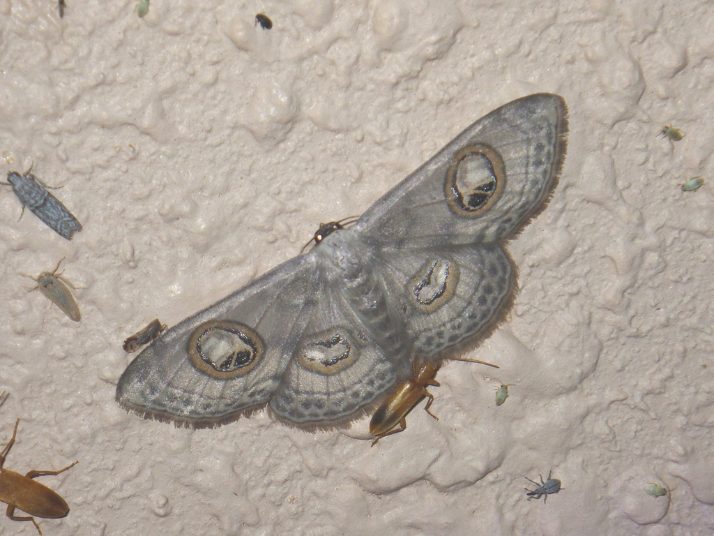 Problepsis asira