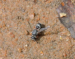 Knemodynerus gusenleitneri