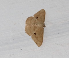 Luxiaria mitorrhaphes