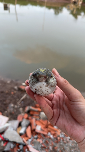 Green Spotted Puffer