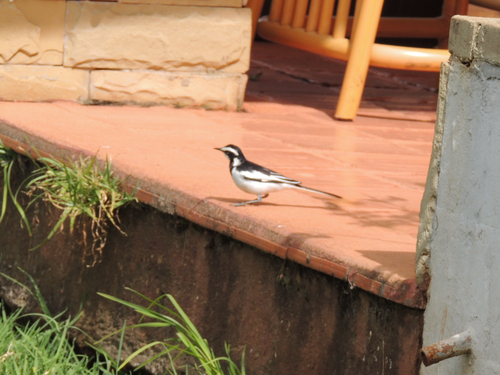 iNaturalist: (c) Dave Shemenski, some rights reserved (CC BY-NC), uploaded by Dave Shemenski iNaturalist image