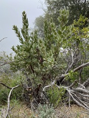 Arctostaphylos hooveri
