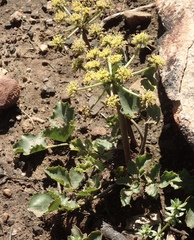 Tauschia arguta