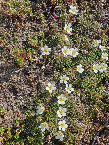 Diapensia