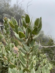 Arctostaphylos hooveri