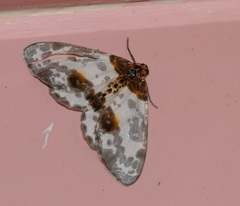 Abraxas amicula-illuminata