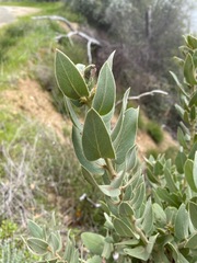 Arctostaphylos hooveri