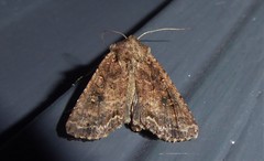 Ichneutica morosa
