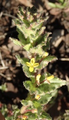 Camissoniopsis hirtella