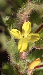 Camissoniopsis hirtella
